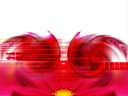 Moon flower.jpg
